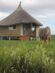 a horse grazing in a field in front of a house at Los Chajá Ecolodge in Barra de Valizas