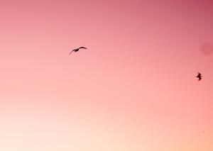 two birds are flying in the sky at Villa De Panne in De Panne