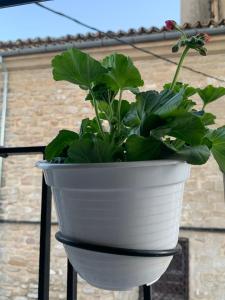 a white pot with a plant in it at Vivienda con fines turísticos La Barbacana del Salvador in Úbeda +3 photos
