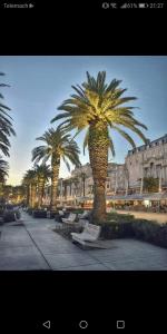 a row of palm trees with benches and a building at Split studio Irisha in Split