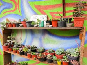 a bunch of potted plants on shelves in front of a wall at Casa Verde Xilitla By Rotamundos in Xilitla