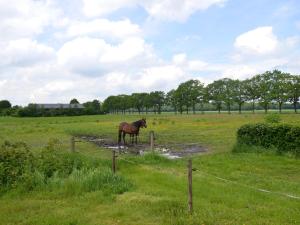 un caballo parado en un campo cerca de una valla en Holiday home with view over the meadows en Kibbelveen