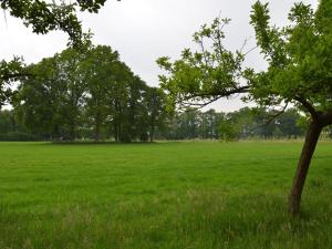 um campo de relva verde com uma árvore em primeiro plano em Rural holiday home wildlife spotting Achterhoek em IJzerlo