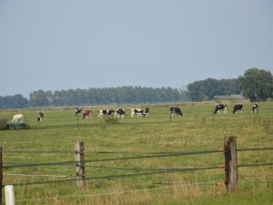a herd of cows grazing in a field at Quaint Farmhouse in Haarlo near the Forest in Haarlo