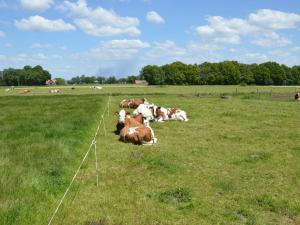 a group of cows laying in a field of grass at Pretty Farmhouse in Haaksbergen near Forest in Haaksbergen