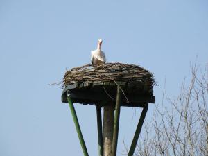 a bird sitting in a nest on top of a pole at Rural holiday home with terrace in Zuidwolde