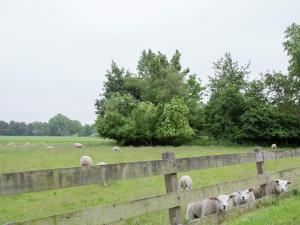 un troupeau de moutons qui paissent dans un champ derrière une clôture dans l'établissement Modern Farmhouse in Molkwerum near the Lake, à Molkwerum