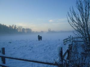 un caballo parado en un campo en la nieve en Cosy holiday home overlooking the meadows en Spijk