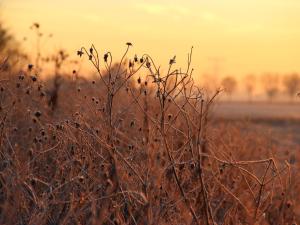 a field of tall grass with the sunset in the background at Cozy vacation home with terrace in Lage Zwaluwe