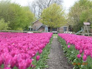 un champ de tulipes roses devant une maison dans l'établissement Luxury Holiday Home In Noordbeemster, à Noordbeemster