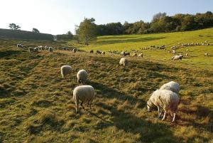 a herd of sheep grazing in a grassy field at Alpine Hotel by SnowWorld in Landgraaf