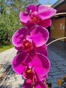 Aed väljaspool majutusasutust YingChia SPA Homestay