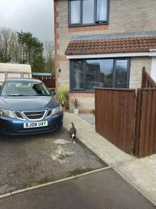 a dog standing next to a car in a driveway at Constantine Court Homestay in Shepton Mallet