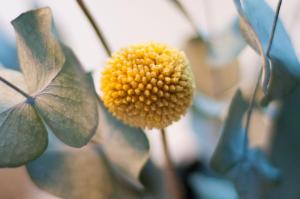 a yellow flower with green leaves on a plant at Beim Dorfbach I DIE HOFCHALETS in Kressbronn am Bodensee