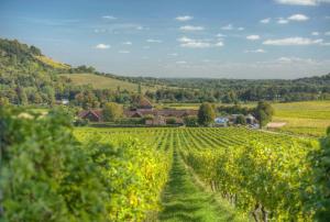 Denbies Vineyard Hotel في دوركينغ: مزارع العنب في التلال مع مزرعة في الخلفية