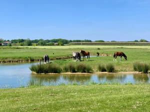 un grupo de caballos pastando en un campo junto a un río en Safaritent Mini Lodge en Kesteren