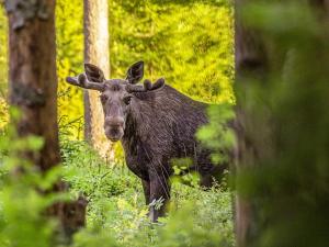 a moose with horns standing in the woods at 4 person holiday home in TORSBY in Mårbacken