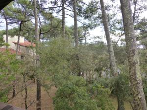 a forest of trees with a house in the background at Appartement Pour 5 Personnes - Residence Tursan in Seignosse