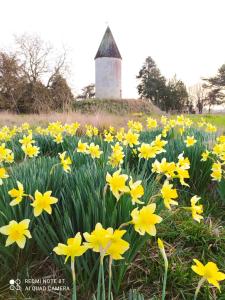Fotografie z fotogalerie ubytování Domaine Moulin d'Elemiah v destinaci Gémozac