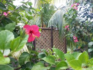 a red flower in front of a wooden gate at Zanboza Guesthouse in La Digue