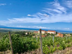 a view of a vineyard with a house and the ocean at Agriturismo Tenuta Pakravan Papi in Riparbella