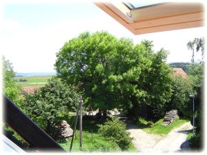 Zahrada ubytování Gasthof Hotel Traube