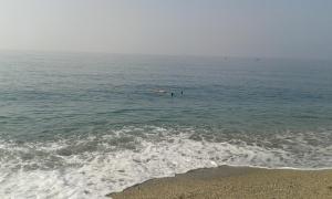 two birds swimming in the water at the beach at La Luna Blanca in Torremolinos