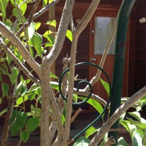 uma mangueira numa árvore em frente a uma casa em The Cook Cottage em Canberra