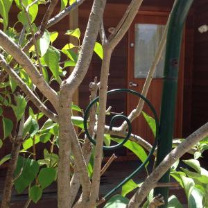 a hose in a tree in front of a house at The Cook Cottage in Canberra