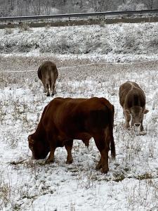 Zvieratá v dovolenkovom dome alebo blízkom okolí
