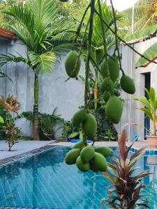 a bunch of fruit hanging over a swimming pool at Tiger Shark Residence & Dive in Fuvahmulah