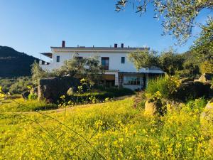 a house on a hill with a field of flowers at Flores Amarillas B&B in Almoharín