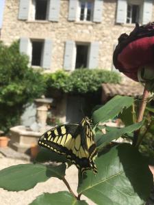 a butterfly sitting on top of a flower at La Figuiere Fontaine de Vaucluse in Fontaine-de-Vaucluse