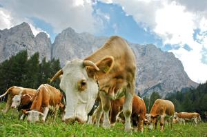 a herd of cows grazing in a field with mountains at Bohinj Eco Hotel in Bohinj