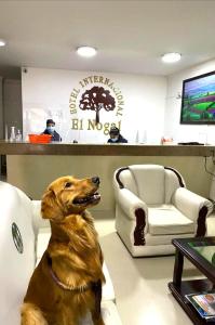 a dog sitting in a chair in a salon at INTERNACIONAL EL NOGAL in Ipiales