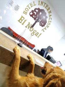 a dog laying on its back with its paws on a counter at INTERNACIONAL EL NOGAL in Ipiales