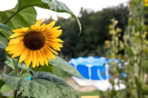 Bazén v ubytování Glamping - Hayrack Vesel nebo v jeho okolí + 29 fotografií