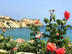 a view of the ocean from a bush with roses at Dreamwave Residence - Unique holidays by the sea in Lygaria