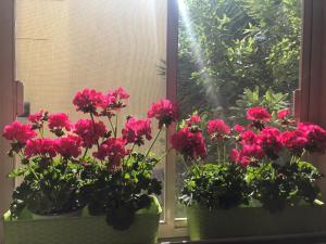 A garden outside Bed & Breakfast De Nittis