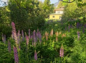 Κήπος έξω από το "Cafuné" Departamento