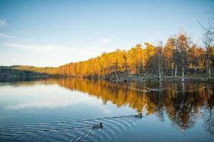 due anatre che nuotano su un lago con alberi sullo sfondo di Olympiatoppen Sportshotel - Scandic Partner a Oslo