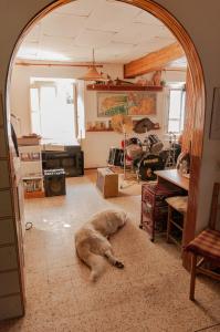 un perro grande tirado en el suelo en una habitación en Centro Studi Nuovarmonia, en Cedri