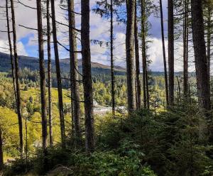 uma vista do topo de uma colina com árvores em The White Stag Inn em Strathyre