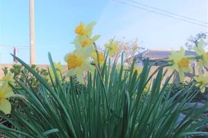 Jardín al aire libre en FarmStayINN 母屋 Sanzaemon-tei GuestHouse Second floor Shiga-Takasima Traditional Japanese architecture house Limited to one group per day