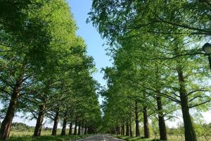 a road lined with trees in a field at Farm stay inn Sanzaemon-tei 母屋GuestHouse Shiga-Takasima Traditional Japanese architecture house in Takashima