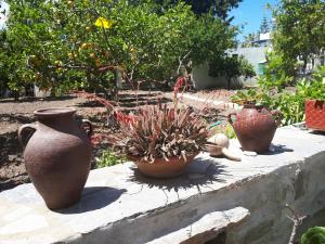 three vases sitting on a wall with plants in them at Margarita Studios in Parikia