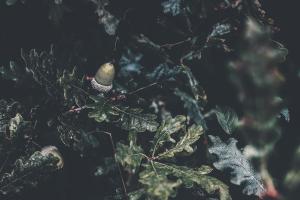 un oiseau perché sur une branche d'arbres avec des feuilles dans l'établissement Case Vacanza Podere Risoino, à Poggibonsi