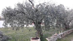 Ảnh trong thư viện ảnh của L'Olivette ở Montfrin