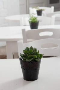 a potted plant sitting on top of a white table at Fisilanis Beachfront Hotel in Logaras