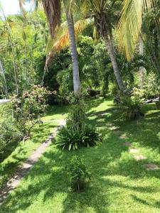 un palmier au milieu d'une cour dans l'établissement Studio at Boucan Canot 900 m away from the beach with enclosed garden and wifi, à Boucan Canot